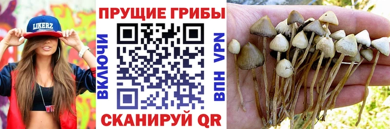 Псилоцибиновые грибы Cubensis Зеленоградск